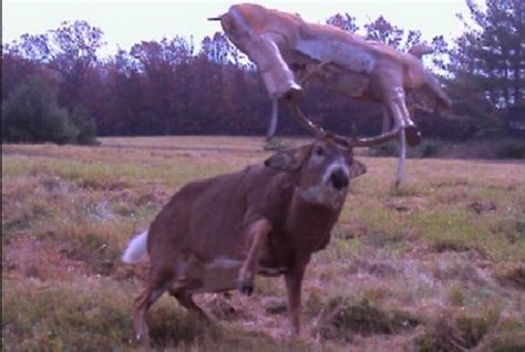 trail cam nudes|trailcams: A place to post trail camera pictures.